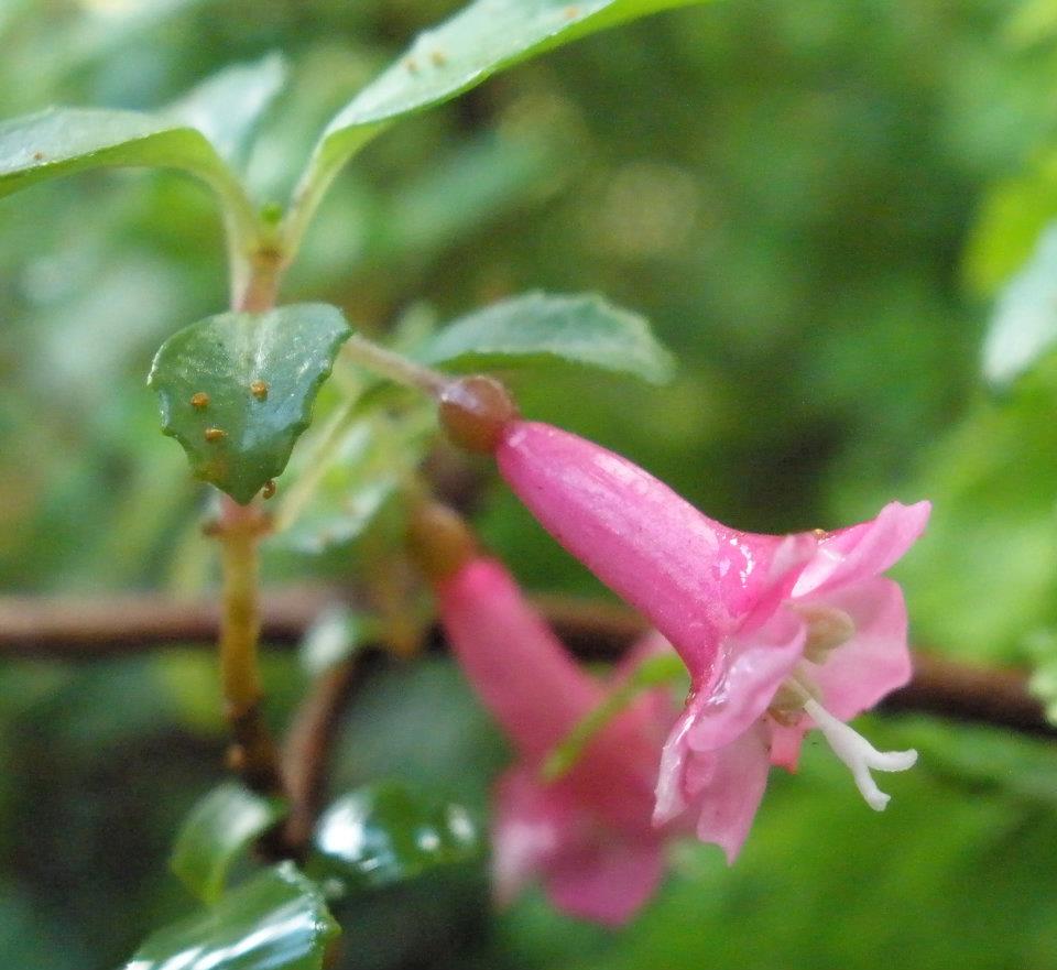 Photography by Joseph Flowers and plants in San Diego