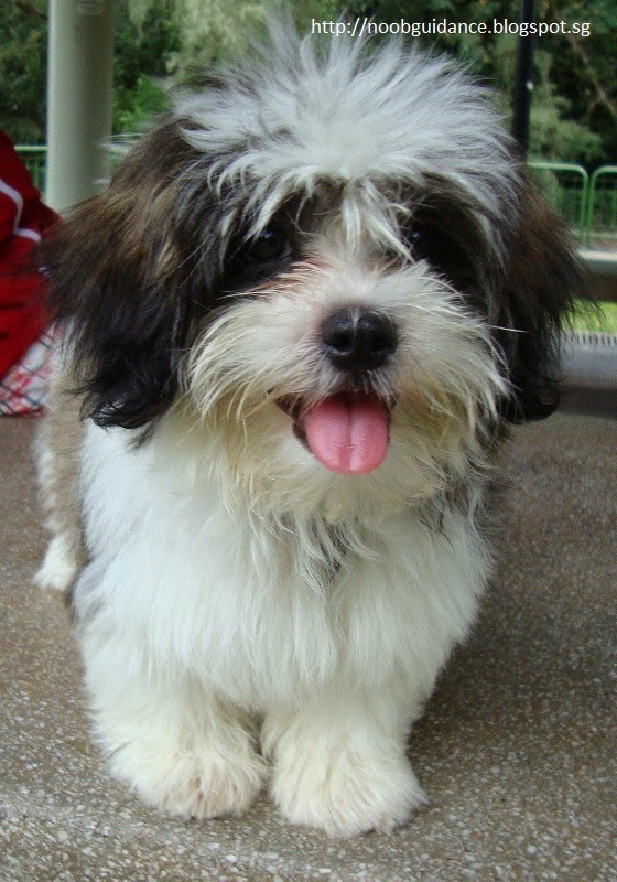 Noob Guidance Dog Friendly Places