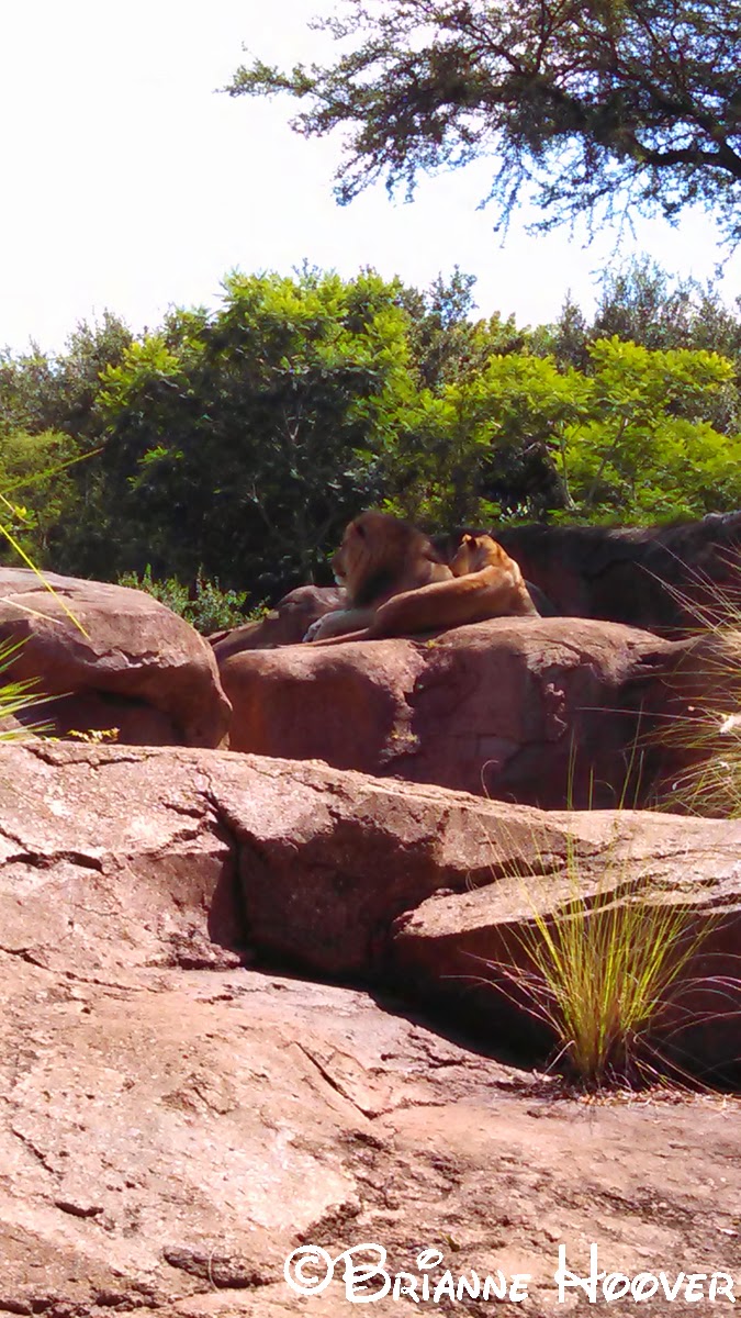 Disney Devoted Top 5 Nap Spots in Animal Kingdom